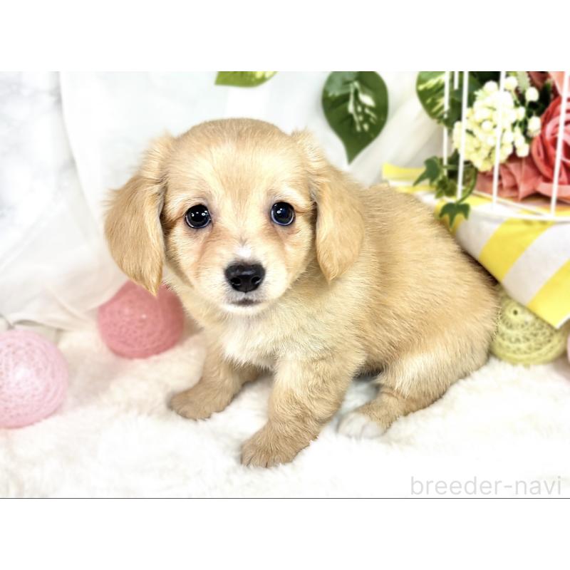 成約済の滋賀県のチワックス:チワワ×ミニチュアダックスフンド-408990の2枚目